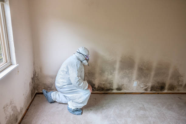 Best Attic Mold Removal  in Mcleansville, NC